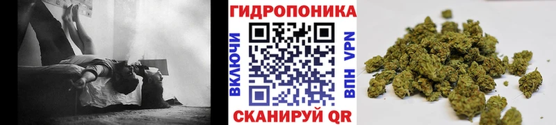 Бошки марихуана Ganja  Великий Новгород 